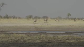 Link to Video