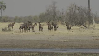 Link to Video