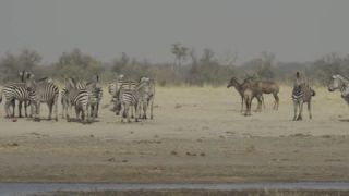 Link to Video