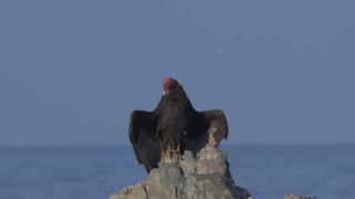Link to Video