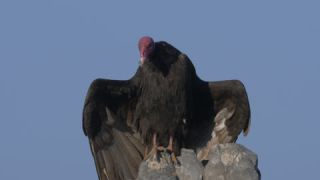 Link to Video