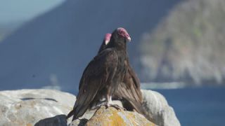 Link to Video