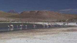 Link to Video