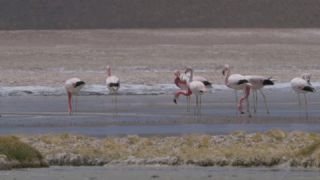 Link to Video