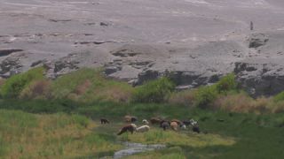 Link to Video