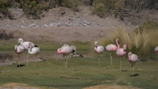 Link to Video