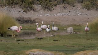 Link to Video