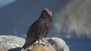 Link to Video
