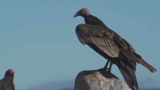 Link to Video