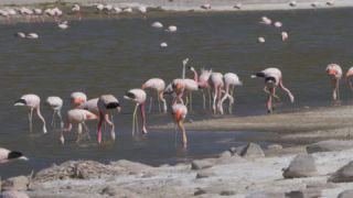 Link to Video