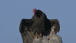 Link to Video