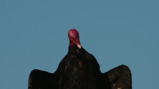 Link to Video