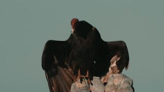 Link to Video