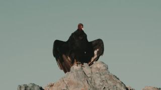 Link to Video