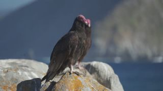 Link to Video