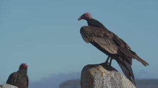 Link to Video