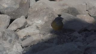 Link to Video