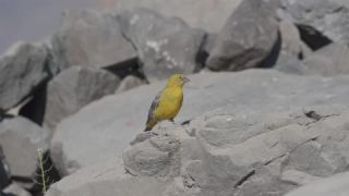 Link to Video
