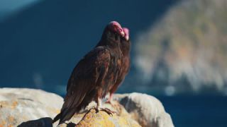 Link to Video