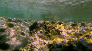 Link to Video