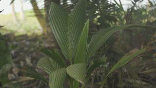 Link to Video