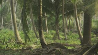 Link to Video