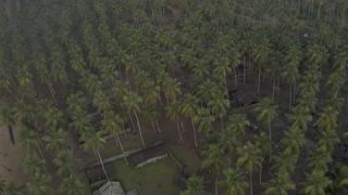 Link to Video
