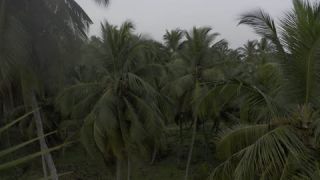 Link to Video