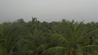 Link to Video