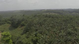 Link to Video
