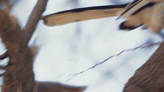 Link to Video