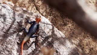 Link to Video