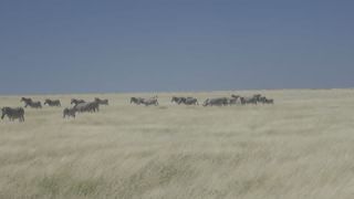 Link to Video