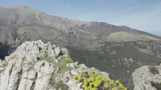 Link to Video