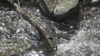 Link to Video