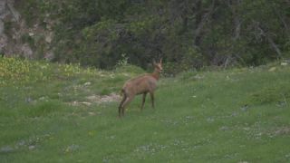 Link zum Video