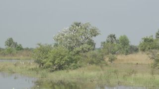 Link to Video