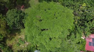 Link to Video | landscape, Red Frog Beach Island Resort, tourist destination, sea, Bocas del Toro Province, color, 2020, liquid water, Isla Bastimentos, tourism region, beach, 2K resolution, aerial shot, Caribbean, paid time off, Panama