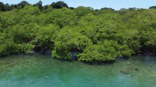 Link to Video | tourist destination, palms, sea, Bastimentos Island, Bocas del Toro Province, color, island, 2020, liquid water, Middle America, tourism region, beach, 2K resolution, aerial shot, Caribbean, paid time off, Panama, Zapatilla