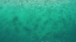 Link to Video | tourist destination, palms, sea, Bastimentos Island, Bocas del Toro Province, color, island, 2020, liquid water, Middle America, tourism region, beach, 2K resolution, aerial shot, Caribbean, paid time off, Panama, Zapatilla