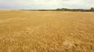 Link zum Video | Landschaft, August, Sommer, Weizen, Kornfeld, Farbe, 4K, 2019, Agrarland, Dänemark, Luftaufnahme, Ostsee, Bornholm