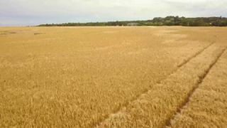 Link zum Video | Landschaft, August, Sommer, Weizen, Kornfeld, Farbe, 4K, 2019, Agrarland, Dänemark, Luftaufnahme, Ostsee, Bornholm