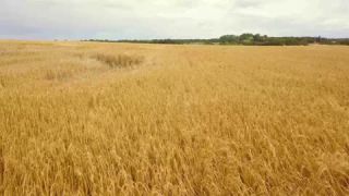 Link zum Video | Landschaft, August, Sommer, Weizen, Kornfeld, Farbe, 4K, 2019, Agrarland, Dänemark, Luftaufnahme, Ostsee, Bornholm