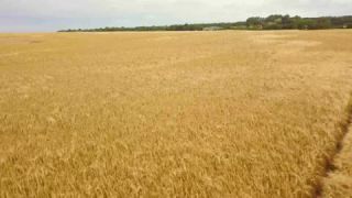 Link zum Video | Landschaft, August, Sommer, Weizen, Kornfeld, Farbe, 4K, 2019, Agrarland, Dänemark, Luftaufnahme, Ostsee, Bornholm