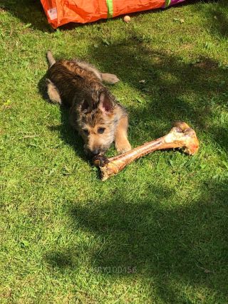 Link zum Foto | Spielverhalten, Hund, Wahrnehmung, Lebensfreude, Rassehund, Amateurfotografie, Canis lupus familiaris, Berger de Picardie, Hütehund, Welpe, Hunderasse, Amateurfilm, 2021, Juni 2021, Haustier, Yumi