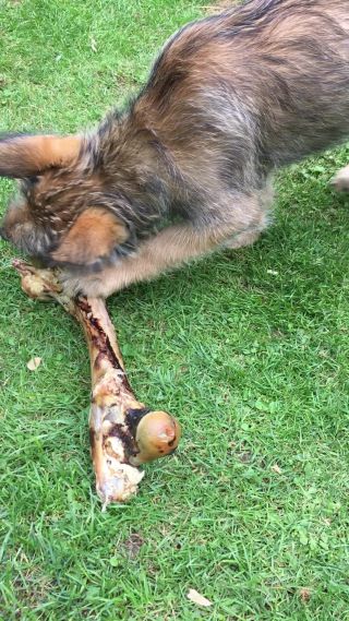 Link zum Video | Spielverhalten, Hund, Wahrnehmung, Lebensfreude, Rassehund, Amateurfotografie, Canis lupus familiaris, Berger de Picardie, Hütehund, Welpe, Hunderasse, Amateurfilm, 2021, Juni 2021, Haustier, Yumi