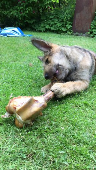 Link zum Video | Spielverhalten, Hund, Wahrnehmung, Lebensfreude, Rassehund, Amateurfotografie, Canis lupus familiaris, Berger de Picardie, Hütehund, Welpe, Hunderasse, Amateurfilm, 2021, Juni 2021, Haustier, Yumi