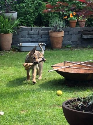 Link zum Foto | Spielverhalten, Hund, Wahrnehmung, Lebensfreude, Rassehund, Amateurfotografie, Canis lupus familiaris, Berger de Picardie, Hütehund, Welpe, Hunderasse, Amateurfilm, 2021, Juni 2021, Haustier, Yumi