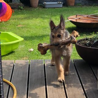 Link zum Foto | Spielverhalten, Hund, Wahrnehmung, Lebensfreude, Rassehund, Amateurfotografie, Canis lupus familiaris, Berger de Picardie, Hütehund, Welpe, Hunderasse, Amateurfilm, 2021, Juni 2021, Haustier, Yumi