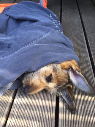 Link to Video | dog, rest, sleeping, sleep, Picardy Shepherd, puppy, dog breed, June 2021, animal